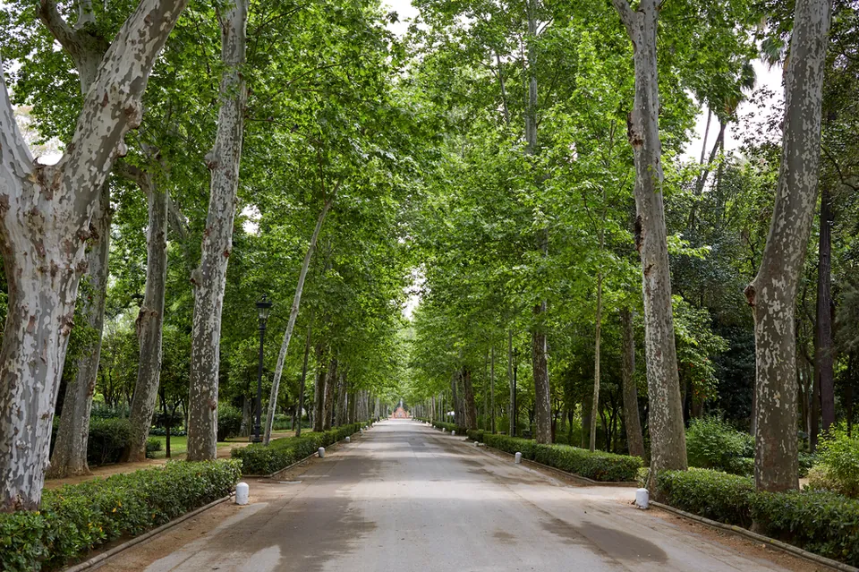 Camino arbolado del Parque de María Luisa